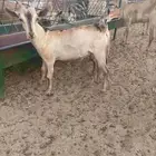 تيس هجين وعل