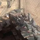 حمام طرح مراح نظيف للبيع العدد 12 جوز