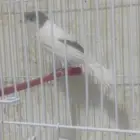 ذكور كناري سوري كرست