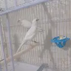 كناري سوري