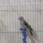 فراخ حسون سوري ذكور