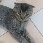 قط ذكر سكوتش فولد بيور