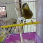 ذكور كناري روسي