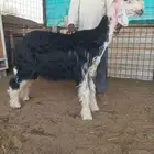 للبيع جذع نجدي خصم