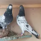 حمام الباكستاني