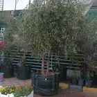 احمد الصعيدي لتنسيق الحدائق العامة والخاصة وزراعة العشب الطب