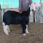 مشروع فحل نجدي