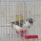 ذكر كناري سوري كرست