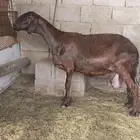 شياه متابيع جروم طيبه