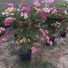 احمد الصعيدي لتنسيق الحدائق العامة والخاصة وزراعة العشب الطب