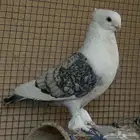 حمام حب رمان ثلاث ازواج