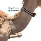 جراب جهاز تتبع للإبل