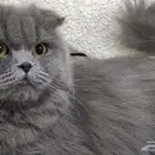 قطة سكوتش للتبني