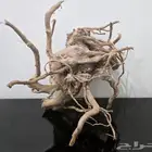 خشب متحج ر طبيعي