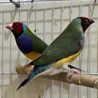 جولديان فينش