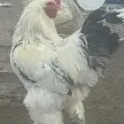 دجاج براهما كلومبي