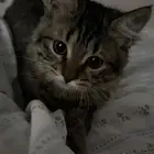 قطه تبني