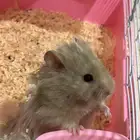 هامستر سوري