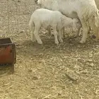 ضان ولد 2 معها 3