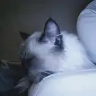 قطه هملايا للتبني مع اغراضها