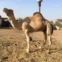 خلفه آركه