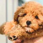 جراوي توي بودل بيور الوان ريد وبني مستوى توب اهالي مستوردين