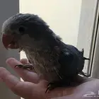 كويكر أزرق للبيع