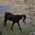 تيس كاموري للبيع