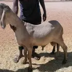 سواكني درماني صنف