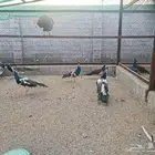 ذكور طاووس ابراق