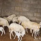 للبيع ضان مناتيج بلدية مشروطة وجروم طيبة