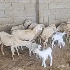 للبيع ضان مناتيج بلدية مشروطة