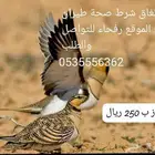 قطا قطاء نغاق