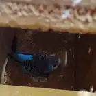 عصفور بادجي زوجين مع اربع بيضات