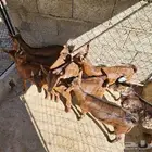 تيوس عدد 8 للبيع