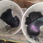 زوج حمام رقاصي اسود