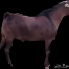 فحل أدهم عرض رقم (3)