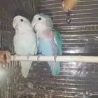 زوج روز للبيع العاجل