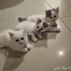 قطط للتبني