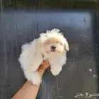 مالتيبو تي كب للبيع