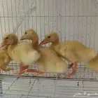 بطة