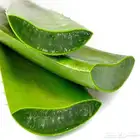 صبار