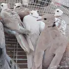 للبيع حمام بدي