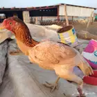 دجاج سندي البنيه مهجن تم البيع خارج الموقع