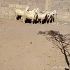 جفار مصريات العدد 7 عمارهن من 5 شهر لا 6 شهر