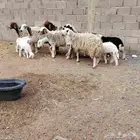 شياه مشاريك العدد 6 معا الفحل7 حدرهن 6 سن سداس ديد سلم