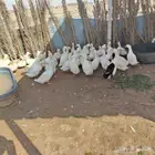 بط بكيني العدد 34 جوز والحجام طيبه والموقع البكيريه