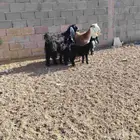 معزه العدد 2 وحده مشروكه ول ثانيه عارضه حدرهن على توم