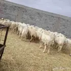غنم للبيع حريات مقنوي