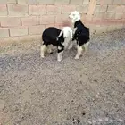 بهم نجد العدد 2 خروف ورخل عمارهن شهرين ونص